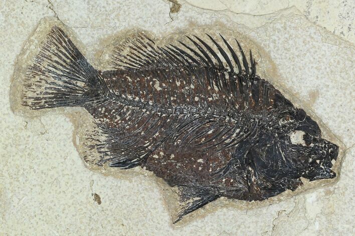 Fossil Fish (Cockerellites) - Green River Formation #129698